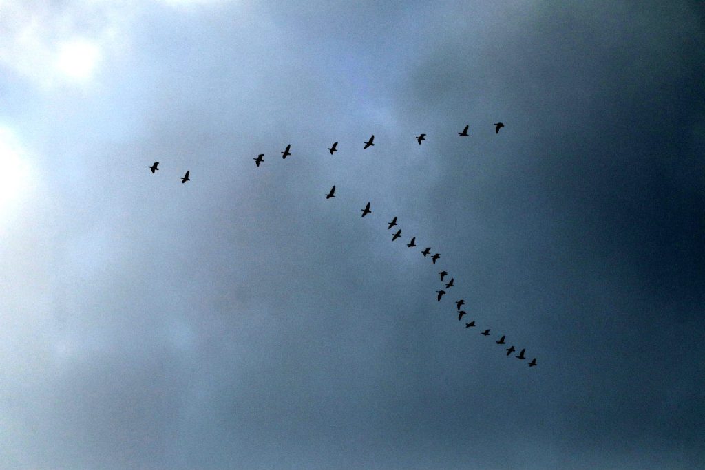 Abutardas. Fotos_ Luciana Pernigotte_