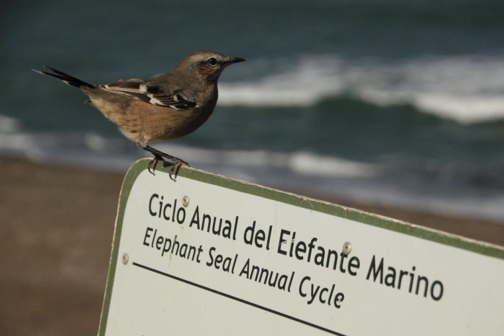 Calandria mora. Foto_ Luciana Pernigotte_