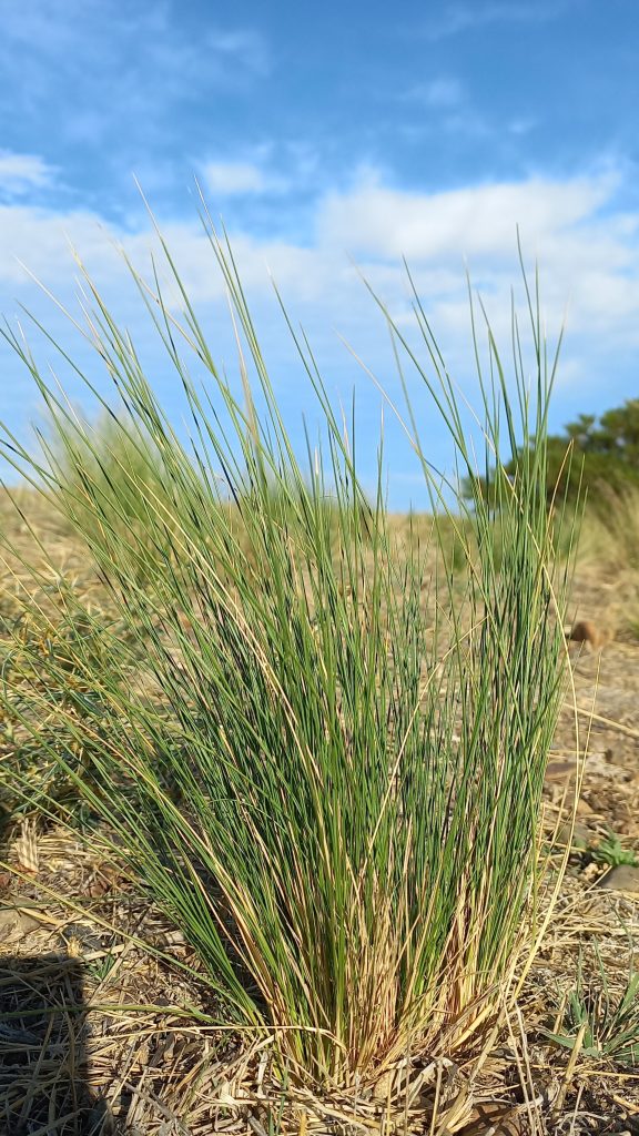 Coirón. Foto_ Luciana Pernigotte_