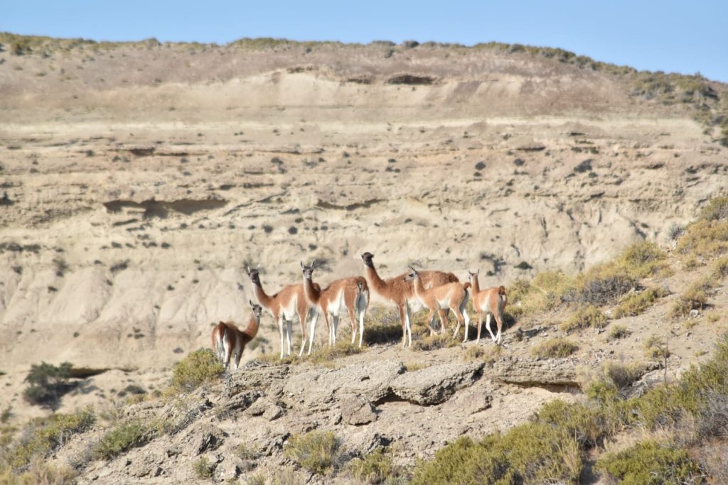Cuadrilla de Guanacos. Foto_ Santiago Salimbeni_