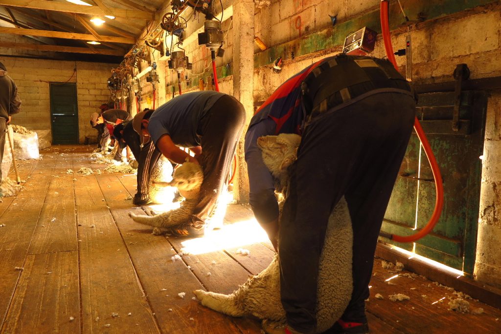 Esquiladores. Los Galpones, Caleta Valdes. Foto_ Luciana Pernigotte_