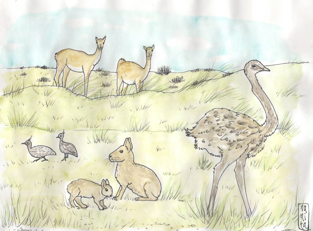 FLORA-Y-FAUNA-PATAGONICA.-ILUSTRACION-SILVANA-CALLEGARI