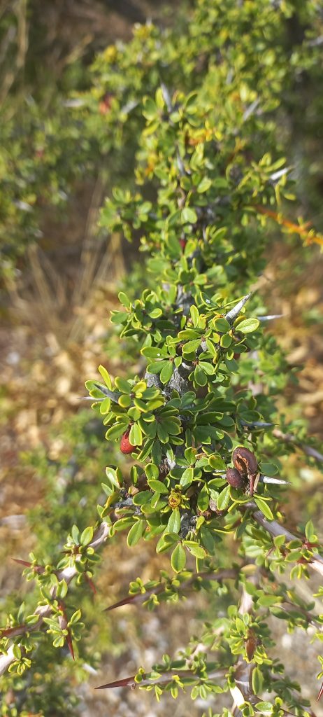 Foto de Luciana Pernigotte