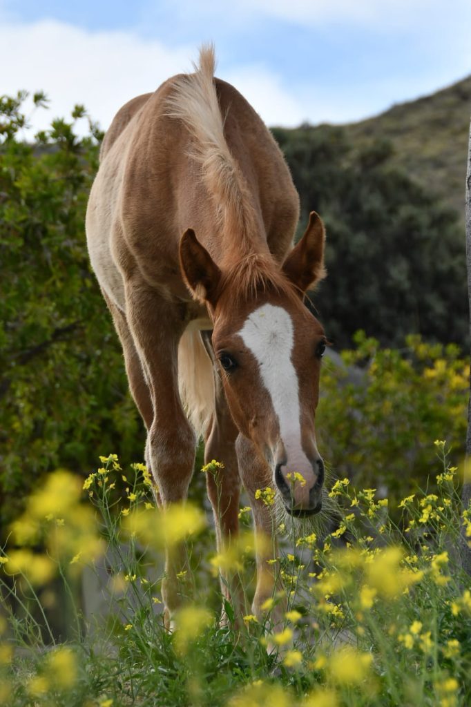 Foto_ Santiago Salimbeni_