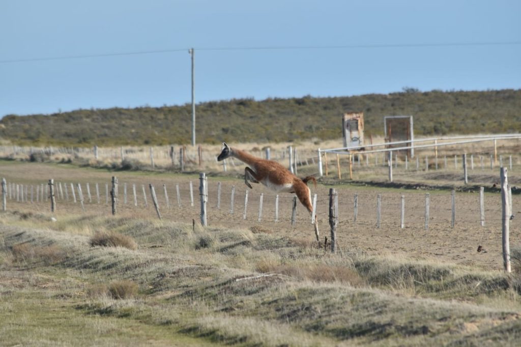 Guanaco saltando alambrado. Foto_ Santiago Salimbeni_