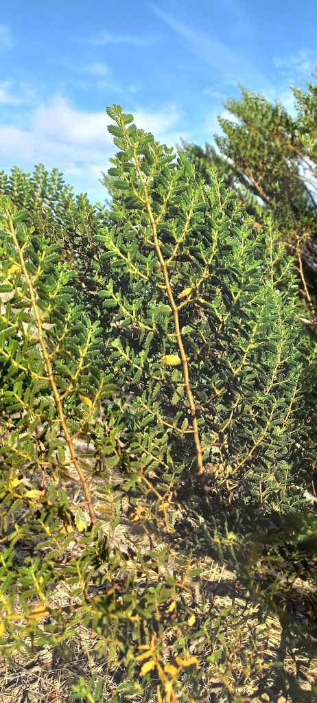 Jarilla. Uso medicinal. Cicatrizante y desinflamante