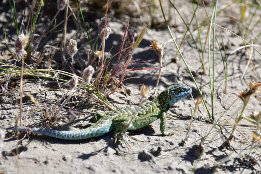 Lagartija cabeza negra. Foto_ Santiago Salimbeni_