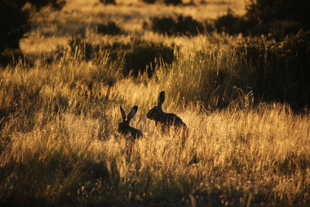 Liebre europea. Foto_ Luciana Pernigotte_
