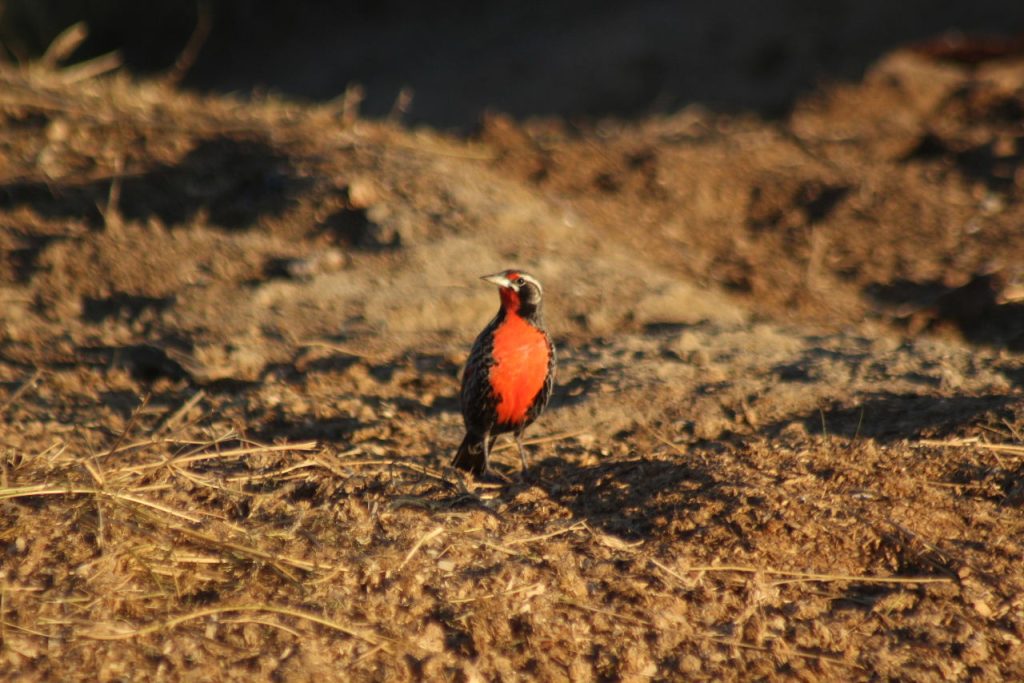 Loica. Foto_ Luciana Pernigotte_