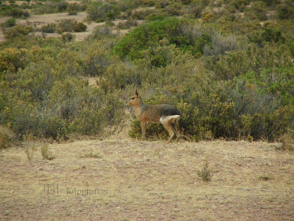Mara Patagonica. Foto_ Jorge Barone