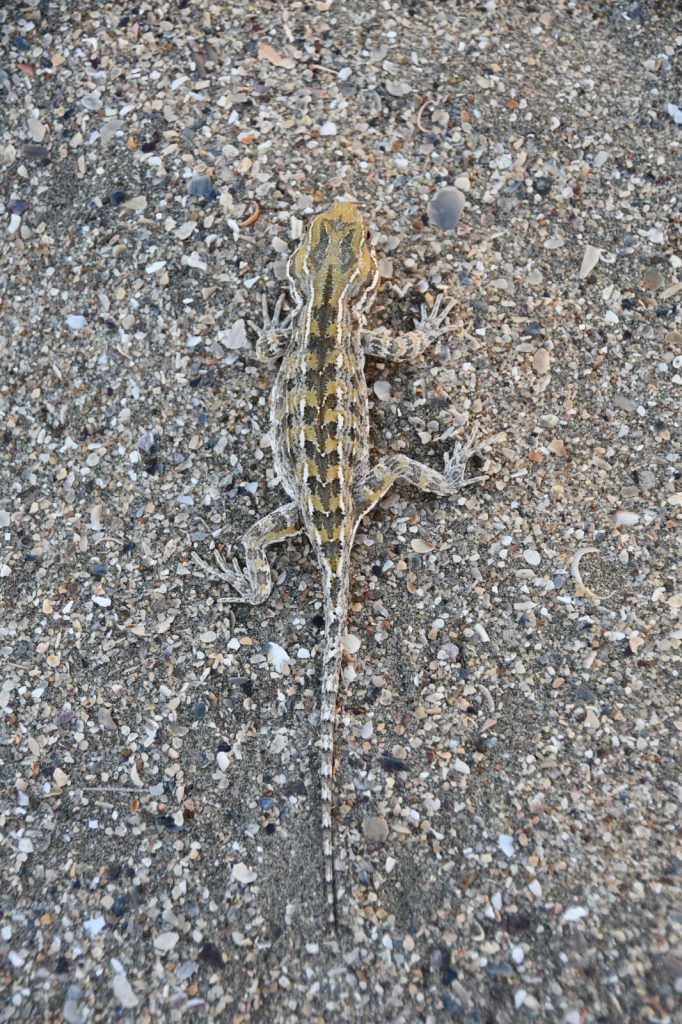 Matuasto. Foto_ Santiago Salimbeni_