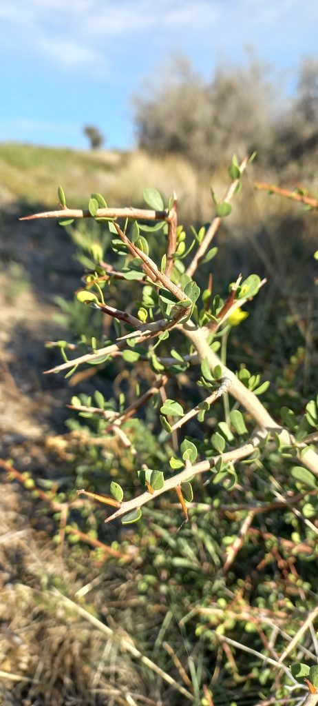 Molle. Arbusto de hojas redonditas. Puede ser anestésico. Y con sus frutos, puede prepararse una bebida fermentada_