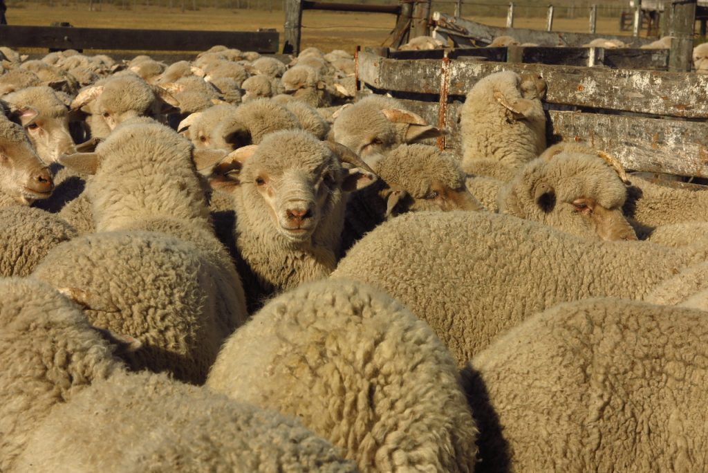 Ovejas encerradas en los bretes esperando ser esquiladas. Los Galpones. Caleta Valdes. Foto_ Luciana Pernigotte_