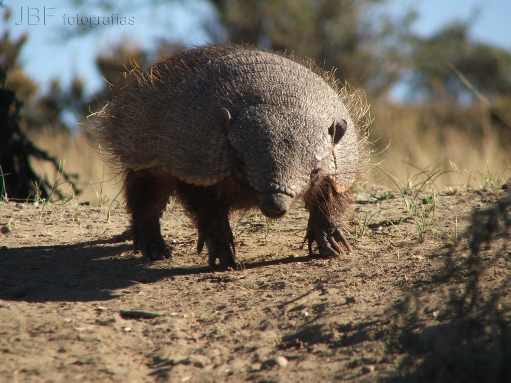 Peludo. Foto_ Jorge Barone_
