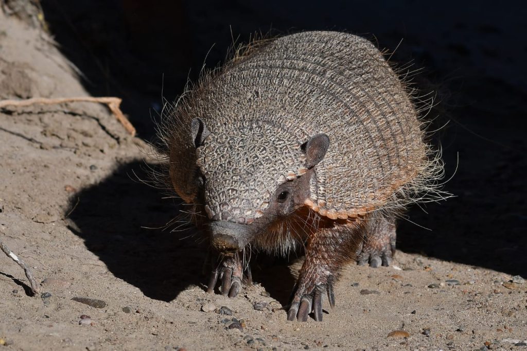 Peludo. Foto_ Santiago Salimbeni_
