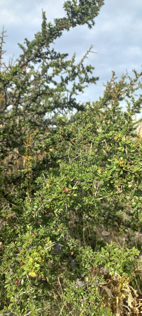 Piquillin. Tiene unos pequeños frutos color rojo, muy dulces.. Foto_ Luciana Pernigotte_