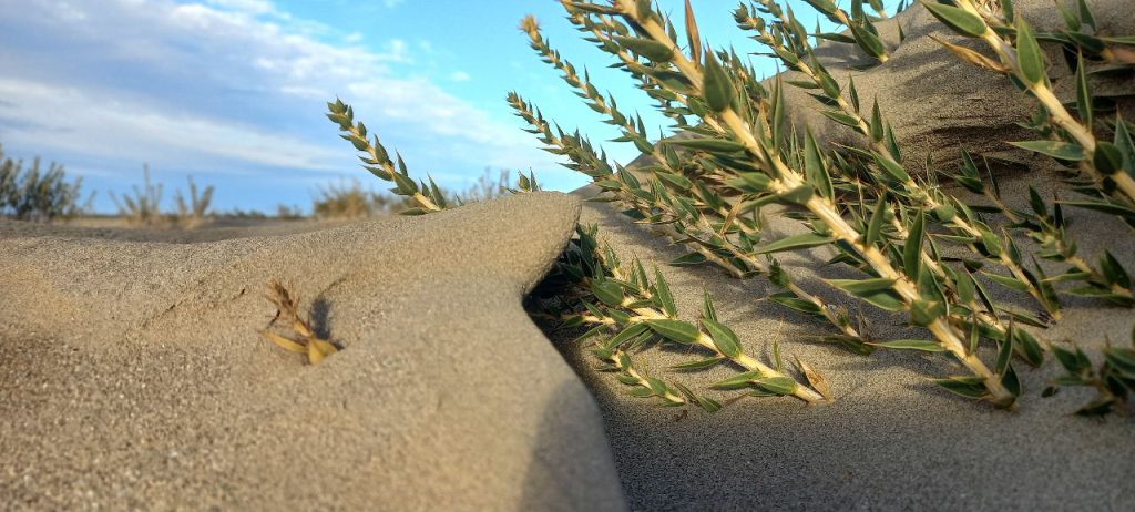 Quilimbay. Uso medicinal. Problemas respiratorios. foto_ Luciana Pernigotte_