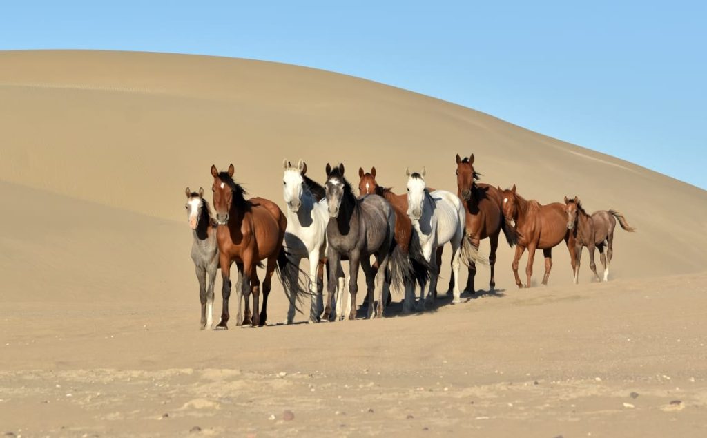 Tropilla en las dunas. Foto_ Santiago Salimbeni_