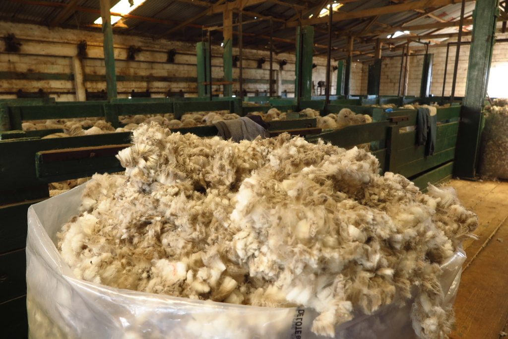 Vellón de lana embolsado. Los Galpones, Caleta Valdes. Foto_Luciana Pernigotte_