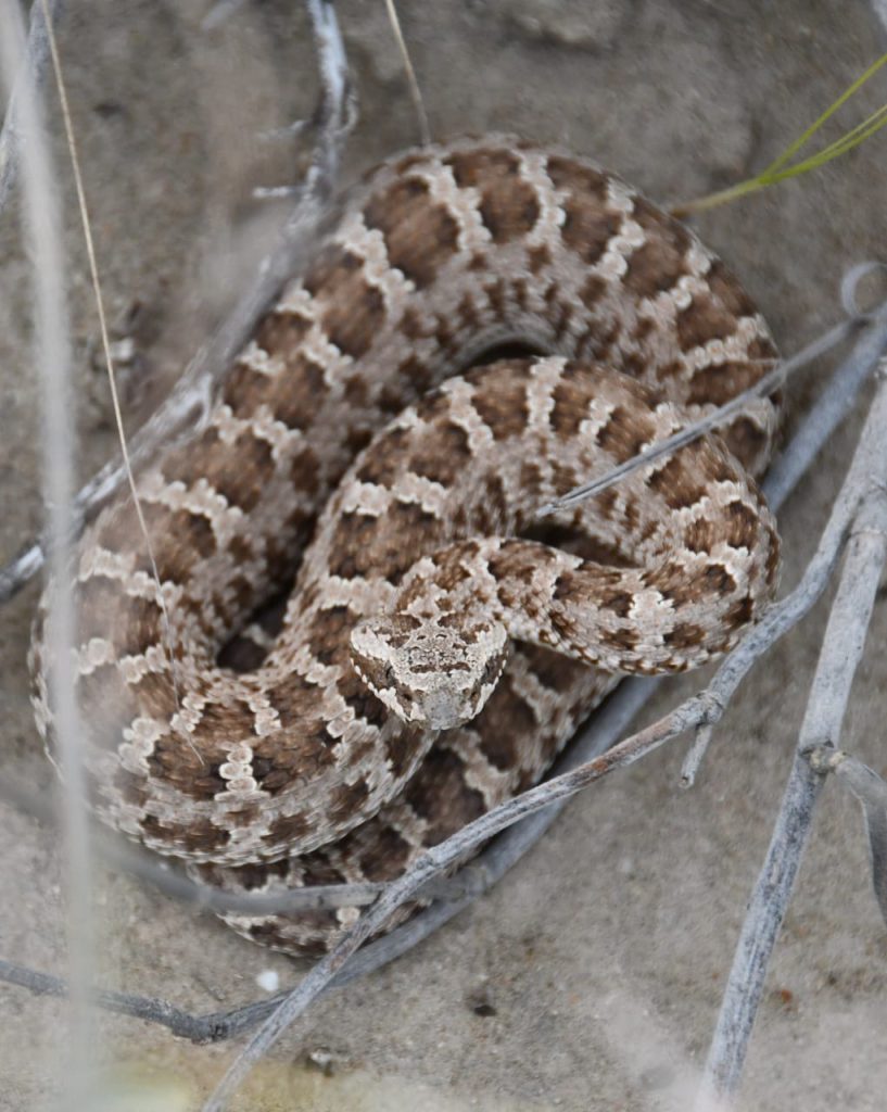 Yarará Ñata. Foto_ Santiago Salimbeni