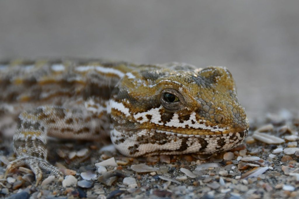 Yarará. Foto_ Santiago Salimbeni_