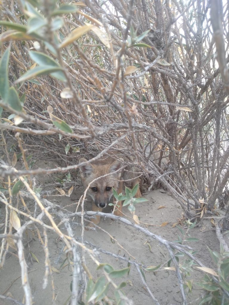Zorrito. Foto_ Santiago Salimbeni_