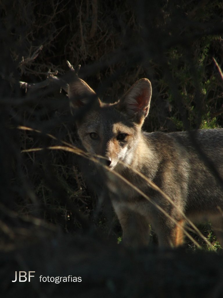 Zorro. Foto_ Jorge Barone_