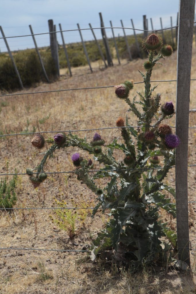 cardo mariano. Camino en Peninsula valdes. Foto_ Luciana Pernigotte_