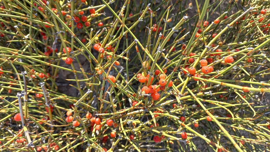 efedra Frutillita silvestre