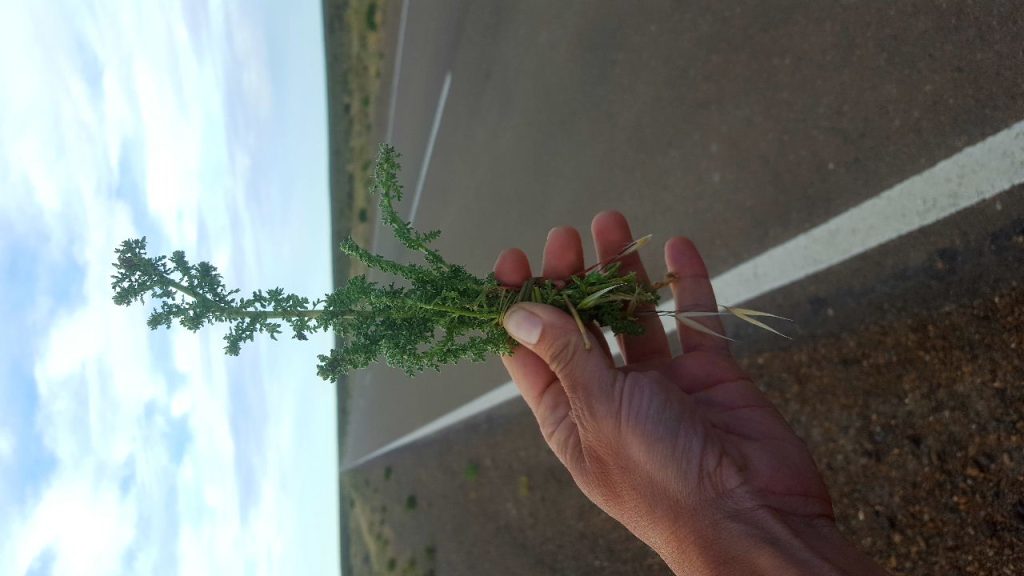 paico. Uso medicinal. Se usaba para curar el empacho. Foto_ Luciana Pernigotte_