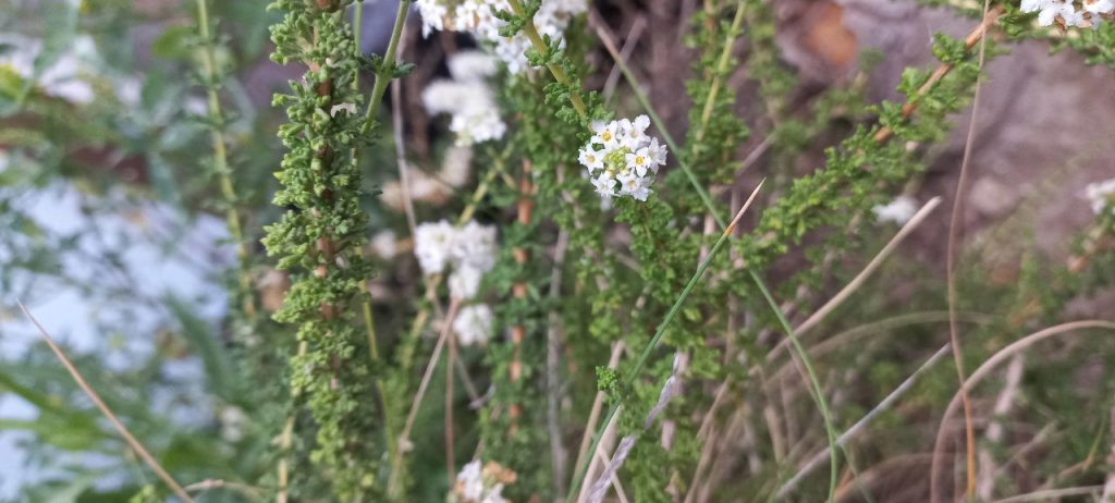 tomillo. Uso medicinal. Para resfrío y gripes. También digestivo. Foto_ Luciana Pernigotte_