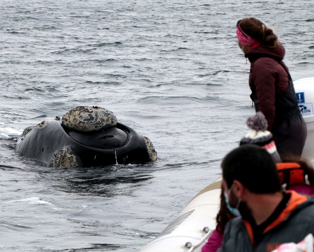 Guía Ballenera. Foto Luciana Pernigotte